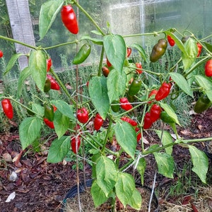 May include: A pepper plant with green and red peppers growing on it. The plant is in a pot and is surrounded by brown mulch.