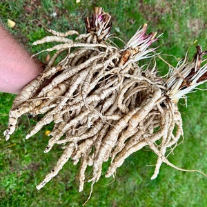 Skirret Seeds Sium Sisarum Rare, Delicious, and Perennial Vegetable image 1