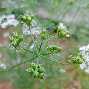Cilantro / Coriander Seeds - Santo Long Standing - Coriandrum Sativum