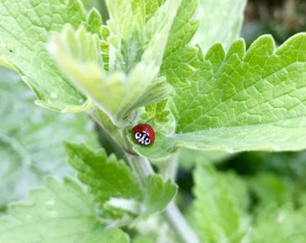 Op de afbeelding: Een rode lieveheersbeestje met zwarte stippen zit op een groen blad.