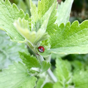 Catnip Seeds - Nepeta Cataria