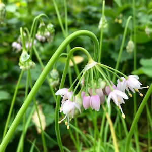 Nodding Onion Seeds - Allium Cernuum - Delicious & Perennial