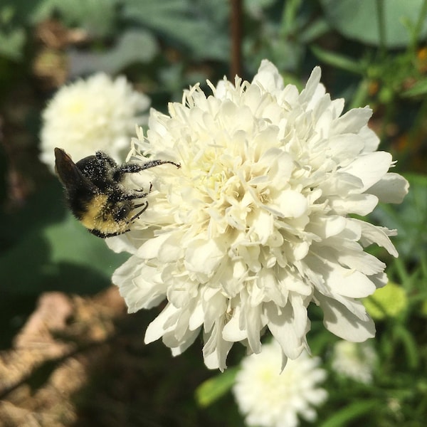 Semillas blancas de Scabiosa - Scabiosa Columbaria - Fragante, hermosa y prolífica