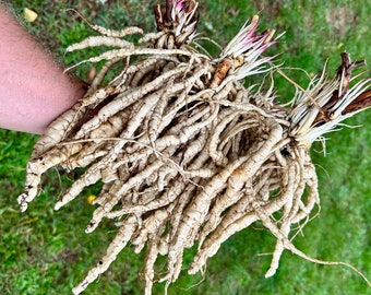 Skirret Seeds - Sium Sisarum - Rare, Delicious, and Perennial Vegetable