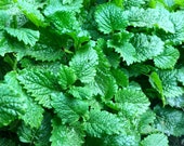 Lemon Balm Seeds - Melissa Officinalis