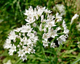 Garlic Chive Seeds - Allium Tuberosum - Delicious & Perennial