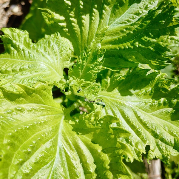 Green Shiso Seeds - Perilla Frutescens - Delicious, Aromatic, and Versatile