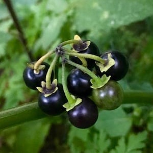 Garden Huckleberry / Wonderberry Seeds - Solanum Nigrum - Highly Aromatic & Sweet Berries