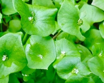 Miners Lettuce Seeds - Claytonia Perfoliata - Delicious & High Yielding Leaf Vegetable