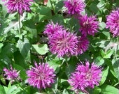Lemon Bee Balm Seeds - Monarda Citriodora