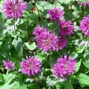 Lemon Bee Balm Seeds - Monarda Citriodora - Perennial & Aromatic