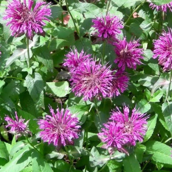 Semillas de bálsamo de abeja y limón - Monarda Citriodora