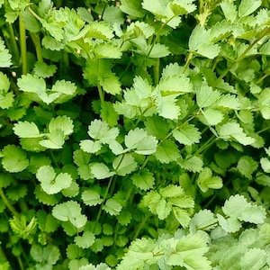 Salatsamen - Sanguisorba Minor - Stauden & Lecker