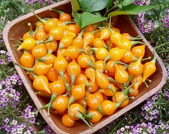 Biquinho Yellow Pepper Seeds - Capsicum Chinense - Delicious & Prolific
