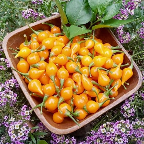 Biquinho Yellow Pepper Seeds - Capsicum Chinense - Delicious & Prolific