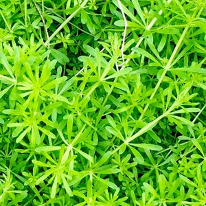 Cleaver Seeds - Galium Aparine