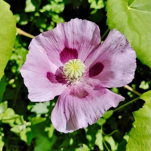 Peut inclure: Gros plan sur une fleur de pavot rose pâle avec des marques violettes foncées au centre. La fleur a un centre jaune et est entourée de feuilles vertes.