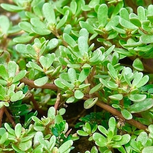 Wild Purslane Seeds - Portulaca Oleraceae - Delicious and Nutritious Greens