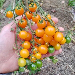 Wild Galapagos Island Tomato Seeds Lycopersicon Cheesmanii Delicious & Abundant image 1