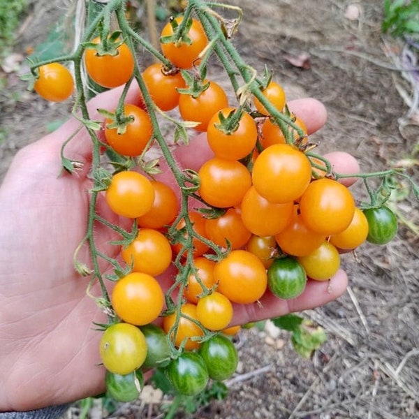 Graines de tomates sauvages de l’île des Galapagos - Lycopersicon Cheesmanii - Délicieux et abondant