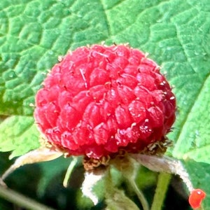 Thimbleberry Seeds - Rubus Parviflorus - Perennial, Delicious, and Nutritious