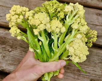 Nine Star Perennial Cauliflower/Broccoli Seeds - Brassica Oleraceae - Prolific, Delicious, and Perennial