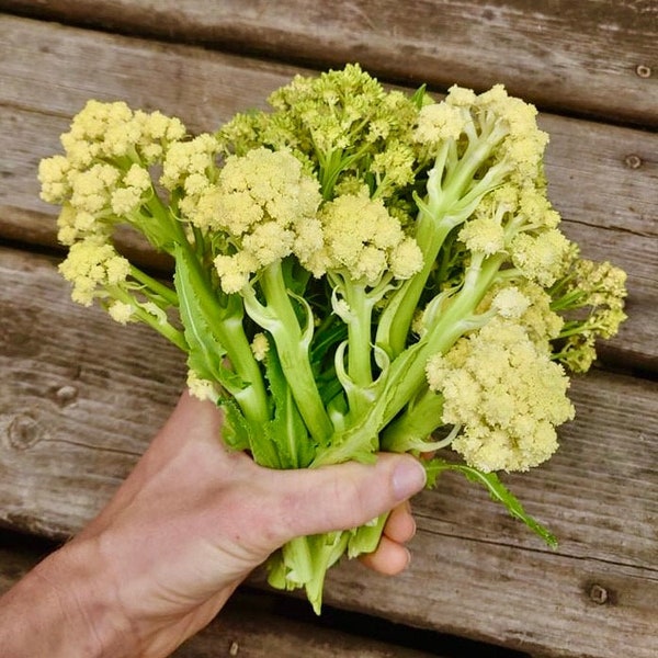 Semillas de coliflor/brócoli perenne de nueve estrellas - Brassica Oleraceae - Prolífica, deliciosa y perenne