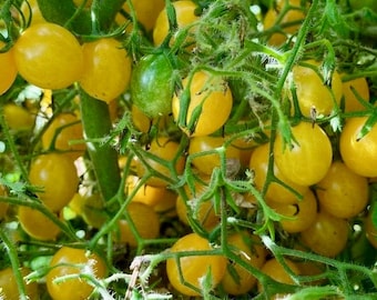 Blondkopfchen Tomato Seeds - Solanum lycopersicum - Delicious & Prolific