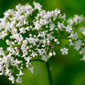 Valerian Seeds - Valeriana Officinalis - Perennial and Attracts Pollinators