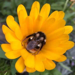 Calendula Seeds - Calendula Officinalis var. Resina - Beautiful, Abundant, and Potent