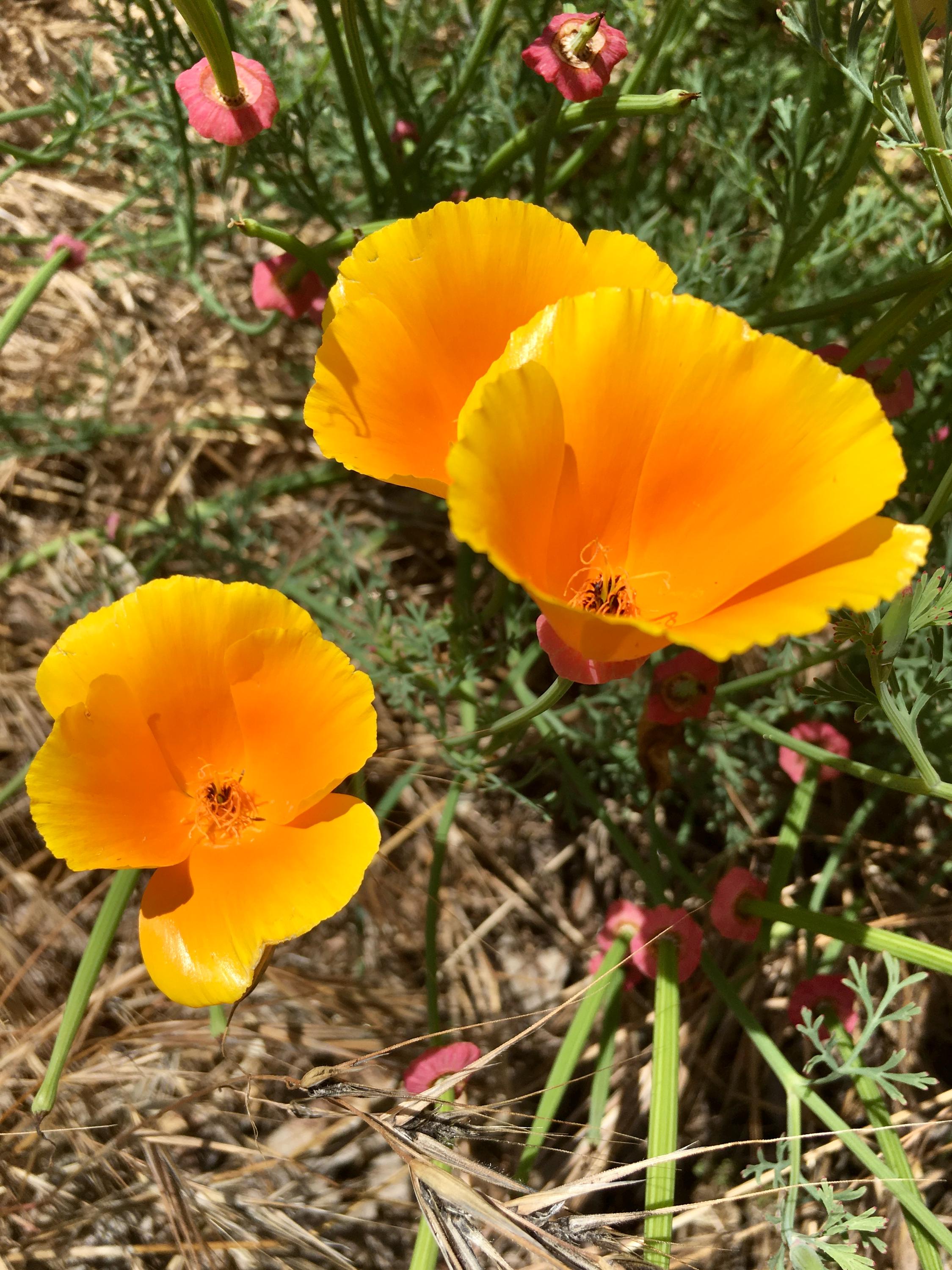 California Poppy Eschscholzia Californica , Plantae, La Honda Creek Open Space Preserve La Honda Ca Us Image646535314 - Foto 6