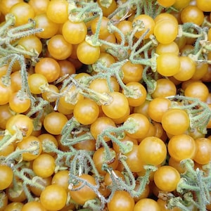 Golden Pearls Solanum Villosum Rare Sweet & Tangy Berries image 1