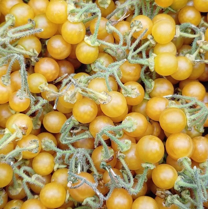 Golden Pearls Solanum Villosum Rare Sweet & Tangy Berries image 1