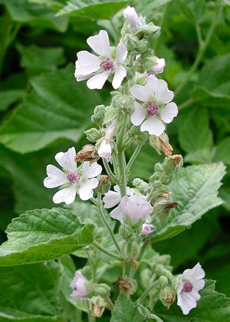 Marshmallow Seeds Althaea Officinalis Perennial Medicinal Etsy