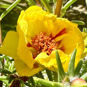 Yellow Moss Rose Portulaca Seeds - Portulaca Grandiflora - Beautiful & Prolific