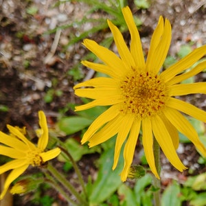 Sementes de Arnica - Arnica Montana - Bonitas e Benéficas