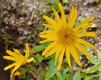 Arnica Seeds - Arnica Montana - Beautiful & Beneficial