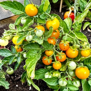 May include: A close-up of a tomato plant with many ripe yellow tomatoes. The tomatoes are growing on a vine and are surrounded by green leaves.