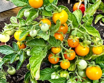 Orange Hat Dwarf Tomato Seeds - Solanum Lycopersicum - Miniature, Abundant, and Delicious