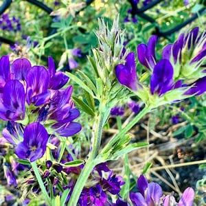 Semi di erba medica - Medicago Sativa - Nutrienti, perenni e adatti agli impollinatori