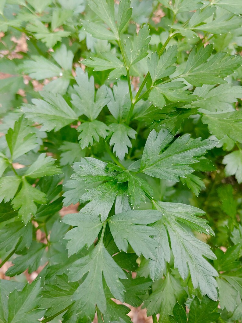 Italian Flat Leaf Parsley Seeds Petroselinum Crispum Etsy