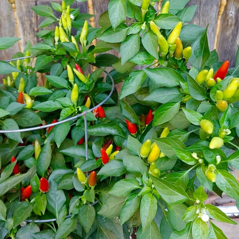 Capsicum Annuum Thai Birds Eye Chili Pepper Seeds