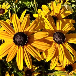 Black Eyed Susan Seeds - Rudbeckia Hirta - Ornamental & Pollinator Friendly