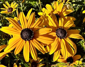 Op de afbeelding: Close-up van verschillende gele en bruine zonnehoeden in bloei. De bloemen hebben lange, dunne bloemblaadjes en een donkerbruin centrum.