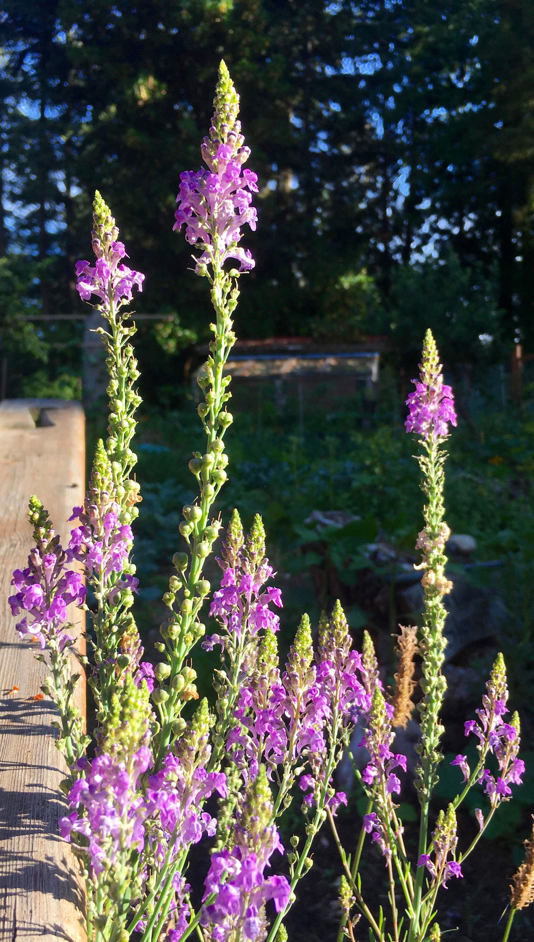 Image of A cluster of purple toadflax flowers