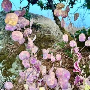 Honesty / Silver Dollar Seeds - Lunaria Annua - Perennial & Edible