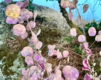 Honesty / Silberdollar Samen - Lunaria Annua - Staude & essbar