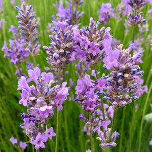 English Lavender Seeds - Lavendula Angustifolia - Aromatic, Medicinal, and Perennial