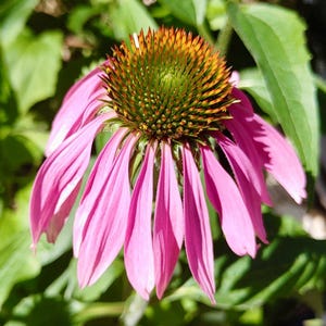 Sonnenhut / Sonnenhut Samen - Echinacea Purpurea