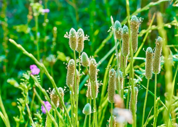 Psyllium Seeds - Plantago Psyllium - Nutritious and High Yielding